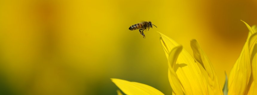 Eine Biene fliegt am 17.07.2015 bei sommerlichen Temperaturen auf einem Feld nahe Güterfelde (Brandenburg) zur Blüte einer Sonnenblume. Nach einem Tag mit großer Hitze folgen zum Wochenende Unwetter mit Hagel und Sturm. Foto: Ralf Hirschberger/dpa +++(c) dpa - Bildfunk+++